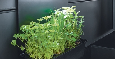 Moderní kuchyňské trendy přejí čerstvým bylinkám Co může být lepšího, než vaření z čerstvých bylin? Právě pro tento účel vzniklo další chytré řešení v podobě zapuštěné poličky s integrovaným osvětlením. Moderní kuchyňské trendy přejí čerstvým bylinkám Co může být lepšího, než vaření z čerstvých bylin? Právě pro tento účel vzniklo další chytré řešení v podobě zapuštěné poličky s integrovaným osvětlením.